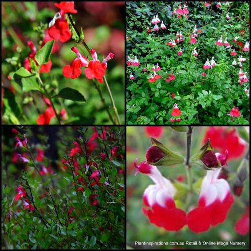 Salvia Hot Lips x 1 Cottage Garden Bush Red Pine White Flowering Plants Hardy Shrubs Bird Attracting microphylla x jamensis Frost resistant Border Hedge Rockery